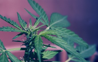 Gli effetti negativi della Cannabis