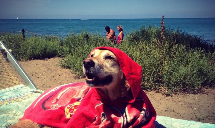 spiagge cani