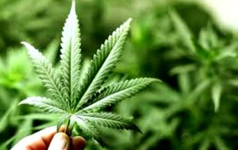 Francia shock, test sperimentale a base di cannabis: morto 1 paziente, 5 in gravi condizioni