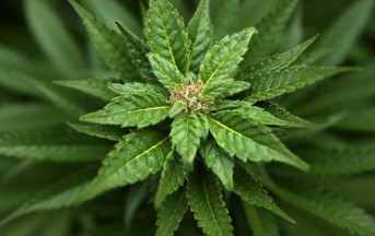 Sclerosi multipla: la cannabis allevia i sintomi della malattia