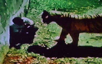 India orrore allo zoo: studente sbranato da tigre bianca
