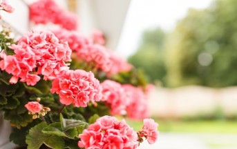 Fiori e piante, ecco le più belle scelte per l’arrivo dell’estate