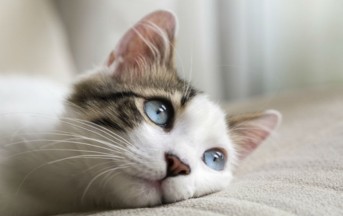 Stati Uniti, uccise 21 gatti: condannato a 16 anni di carcere