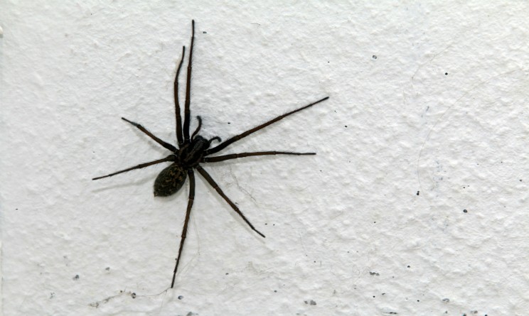 Risultati immagini per ragni in casa