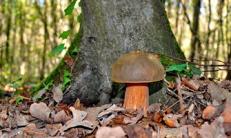 Sagre funghi porcini 2015: 3 itinerari squisiti, da Castelfranco di ...