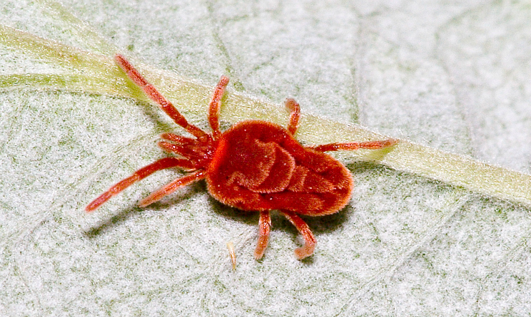 Come eliminare gli acari rossi: rimedi naturali per allontanare i ... Acari come eliminarli