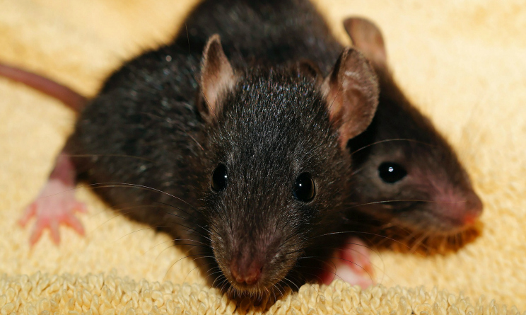 Topi in casa, come eliminare questi piccoli intrusi con metodi ... Come cacciare i topi da casa