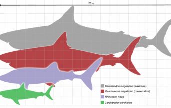 Il Megalodonte, immenso squalo preistorico, perché c’è chi dice che esiste ancora?