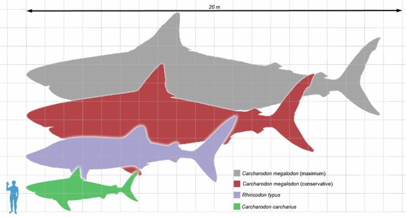 megalodonte esiste