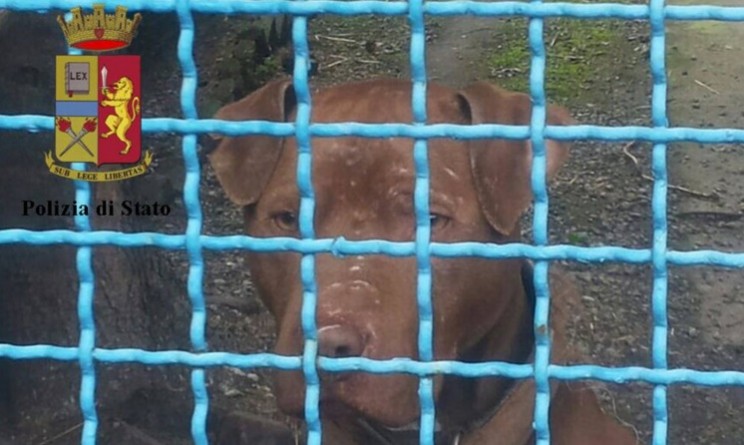 Genova. Combattimenti illegali tra pitbull, 5 denunciati