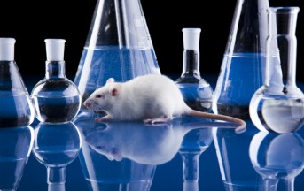Giornata per gli animali da laboratorio, gli animalisti: “Gli esperimenti con animali sono una mostruosità”