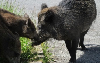 Salviamo Cesira e i suoi cinque cuccioli, quei cinghiali sono dei cagnoloni