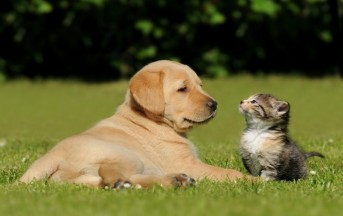 Detrazioni fiscali 2016 animali: come detrarre le spese del veterinario
