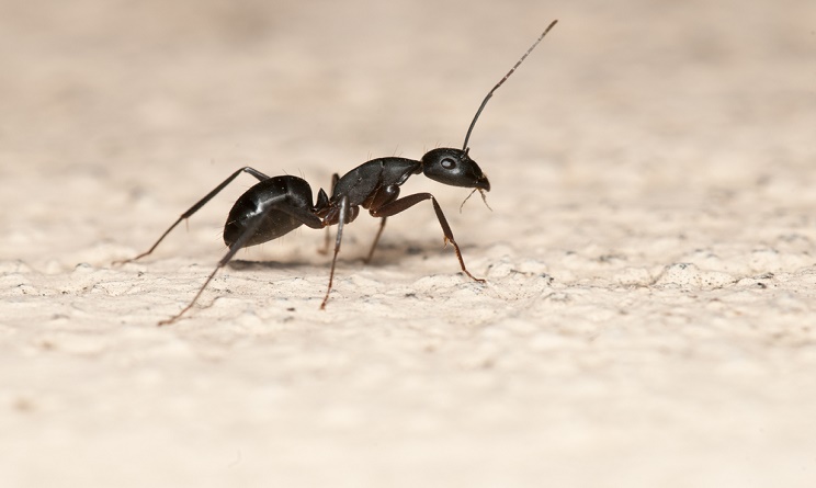 Formiche in casa: 3 rimedi naturali per allontanarle definitivamente ... Eliminare formiche in casa