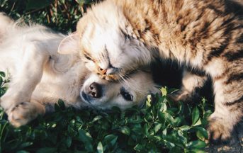 Diabete, cani e gatti a rischio: ecco le razze più predisposte a contrarre la malattia
