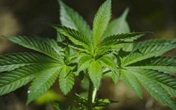Cannabis ddl legalizzazione: tra i favorevoli anche Umberto Veronesi