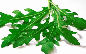 Insalata infetta, escherichia coli nella rucola provoca 2 morti e centinaia di infetto