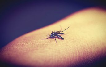 Malaria a Trento, morta bimba di 4 anni: mai stata in zone tropicali