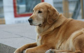 Rimini, hotel rifiuta cieco con cane guida: l’albergo è “pet free”, ma il Comune pretende scuse