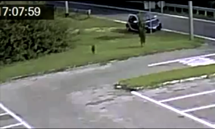 Abbandonano il cane in strada, l'appello del Comune Aiutateci a trovarli
