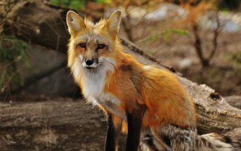 Volpi addomesticate in soli 50 anni: in Russia l’esperimento per trasformarle in animali da compagnia