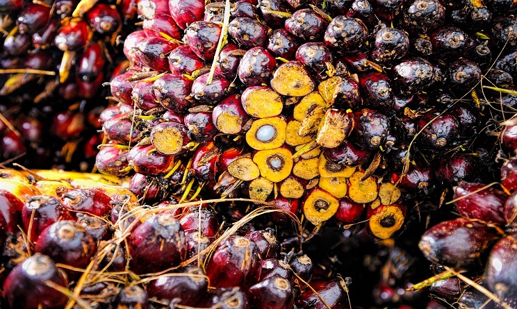 olio di palma fa male o bene, olio di palma fa male alla salute, olio di palma da male, olio di palma fa male si o no, olio di palma studi scientifici,
