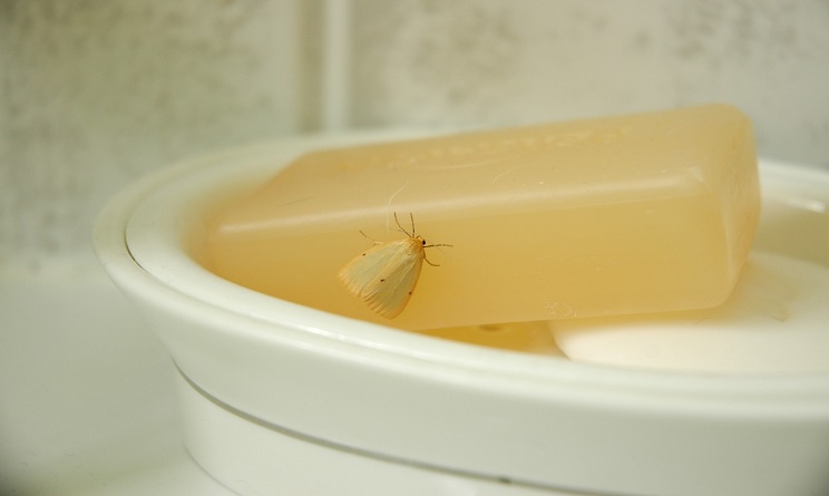 fare le pulizie di casa, pulizie di casa, fare le pulizie di casa in autunno, fare le pulizie metodi green, fare le pulizie rimedi naturali, fare le pulizie prodotti naturali,