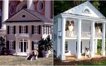 Case di lusso per cani: quando l’amico a 4 zampe ha una casa più bella della tua