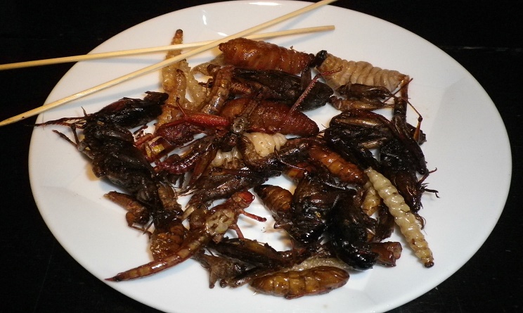 mangiare gli insetti, mangiare gli insetti in europa, mangiare gli insetti in italia, mangiare gli insetti fa male, mangiare gli insetti fa bene,