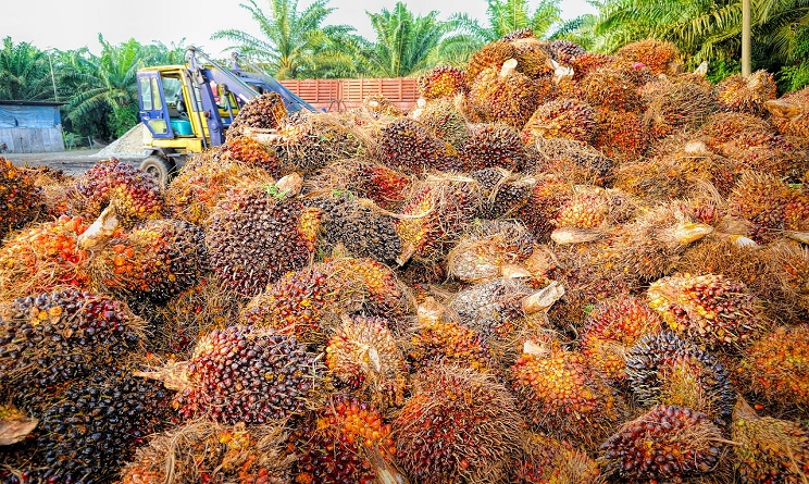 olio di palma fa male alla salute, olio di palma fa bene o male, olio di palma dove si trova, olio di palma nocivo, olio di palma coop, olio di palma nutella,