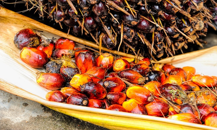 olio di palma sostenibile e segregato, olio di palma sostenibile, olio di palma segregato, olio di palma cos'è, olio di palma chi lo utilizza,