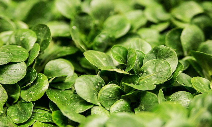 insalata in busta fa male, insalata in busta batteri, insalata in busta salmonella, insalata in busta, insalata in busta provoca infezioni, insalata in busta va lavata,