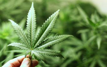 Cannabis in farmacia: come acquistarla, autorizzazioni e prezzi