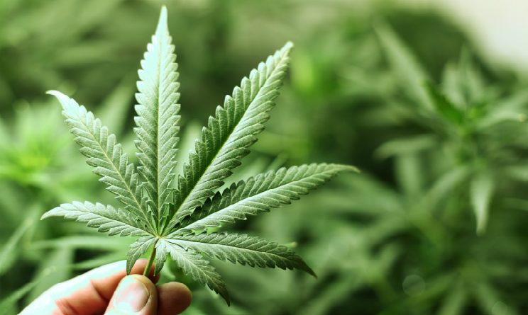 cannabis in famracia quanto cosa e come comprarla autorizzazioni