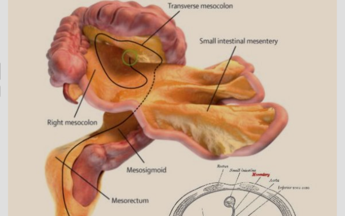 Scoperto nel corpo umano un nuovo organo: è il mesentere