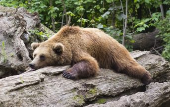Oroscopo della settimana Paolo Fox: i segni che subiranno gli effetti collaterali del pranzo di Natale