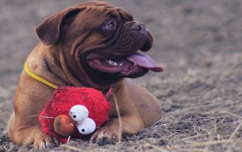 Spese veterinarie detraibili 2017: cosa e quanto si scarica e cosa presentare nel 730