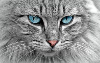 Festa del gatto 2017: 5 curiosità sui “campioni di fusa” e sulla giornata a loro dedicata