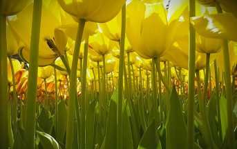 National Geographic Kids, il concorso internazionale per giovani fotografi: ecco gli scatti migliori
