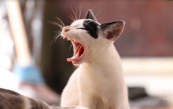 Oroscopo della settimana Paolo Fox: San Valentino da single, gatto d’ufficio per i nati sotto il segno del Toro