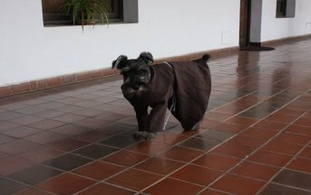 Il monastero ha adottato un cane e lui si è fatto frate: ecco la storia di Fra Bigotón