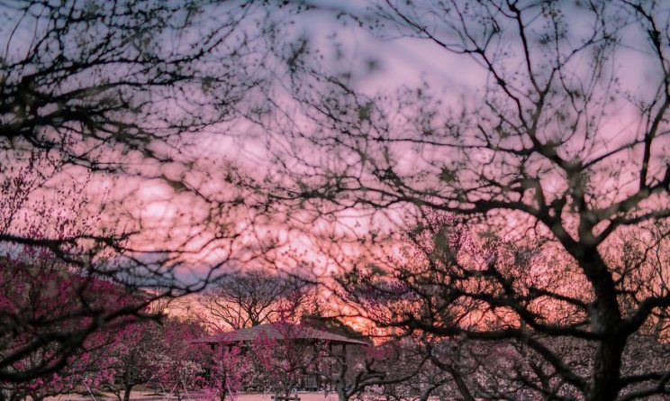 fioritura ciliegi giappone 2017 hanami