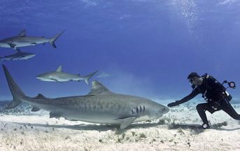 Animali in via d’estinzione: lo squalo sta per scomparire?