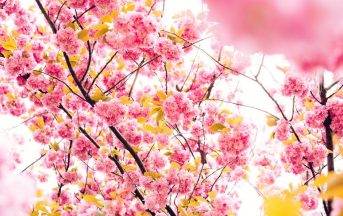 Equinozio di primavera 2017, 20 o 21 marzo? Significato e tradizioni legate alla fine del periodo invernale