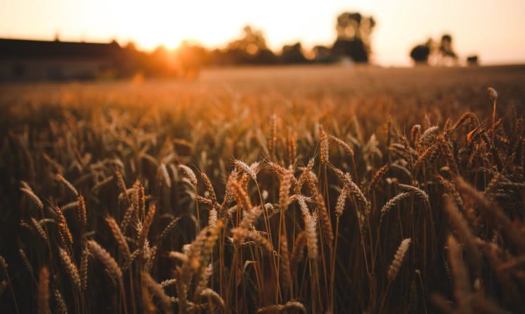 offerte di lavoro agroalimentare