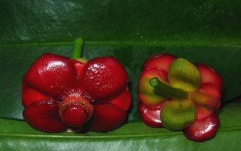 Garcinia Cambogia: metodo per dimagrire, ma sarà vero?