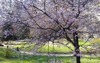 Orticola 2017 Milano: date, espositori e appuntamenti imperdibili