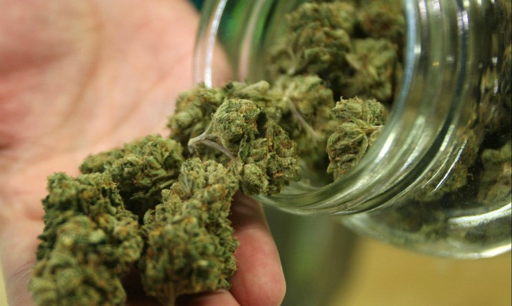 La marijuana La marijuana