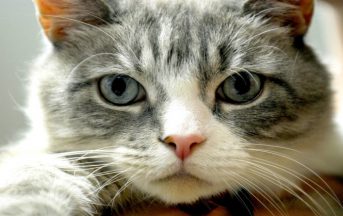 Tumore alla prostata: parassita dei gatti potrebbe causarlo? Ecco la verità