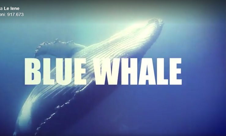 blue whale, blue whale le iene, blue whale gioco, blue whale regole, blue whale cos'è, blue whale chi l'ha inventato